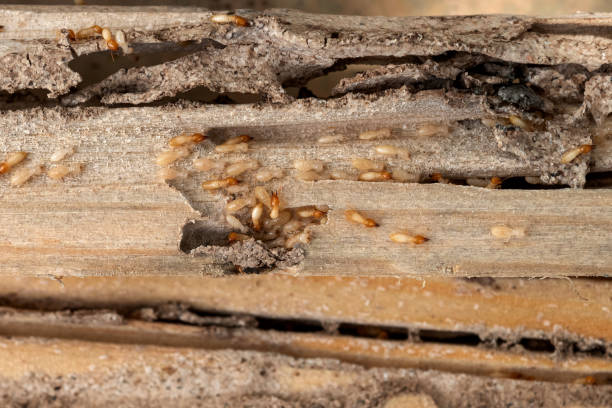 Best Insect Control  in Saltville, VA